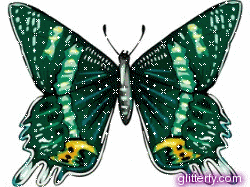 butterfly2