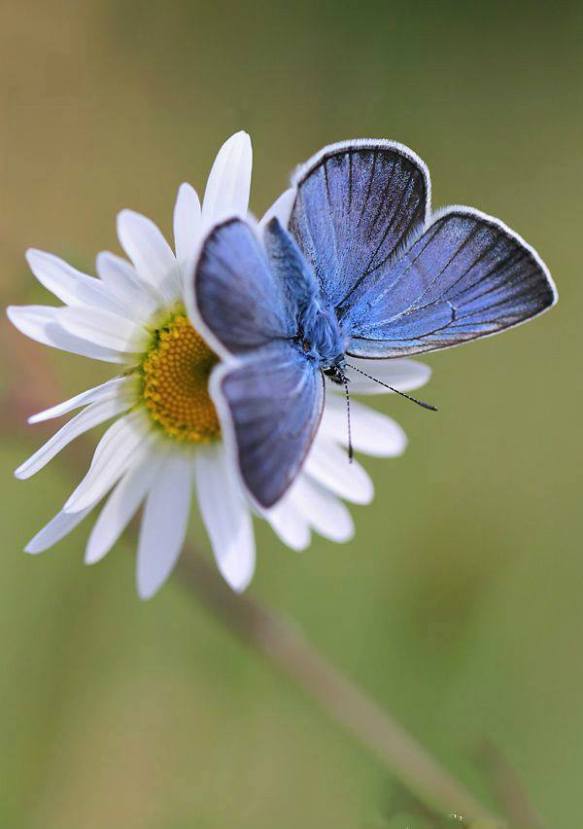 1004862_607166329375537_600881148_n